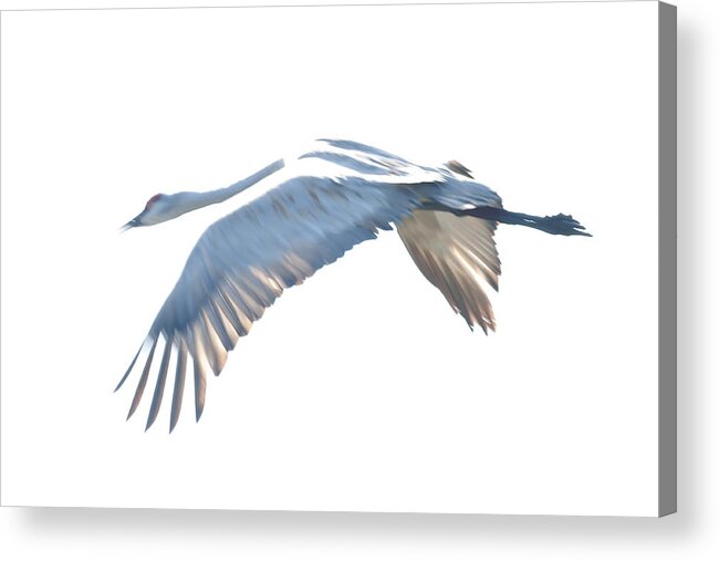 Sand Hill Crane Acrylic Print featuring the photograph Sand Hill Crane one by Terry Dadswell