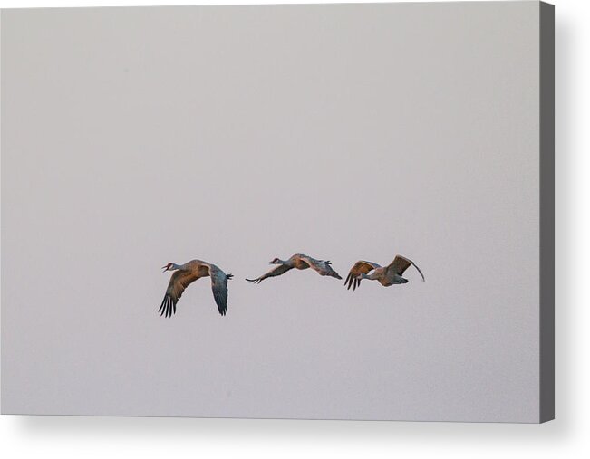 Sandhill Crane Acrylic Print featuring the photograph Sandhill Crane Flying 2 by Kathy Adams Clark