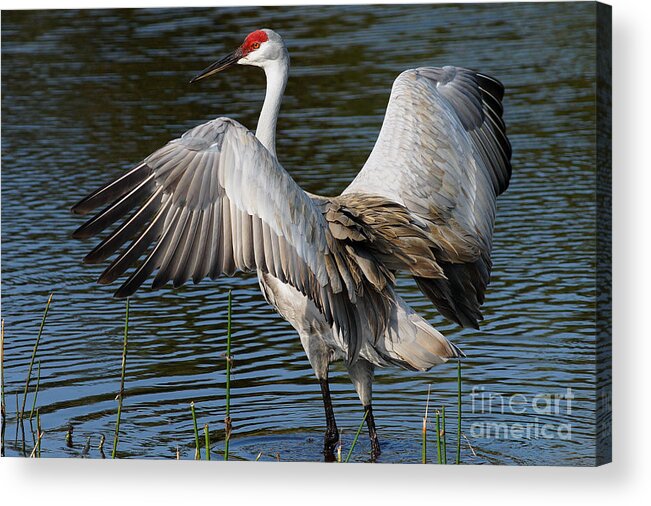 Sandhill Crane Acrylic Print featuring the photograph Sandhill Crane Wingstretch by Larry Nieland