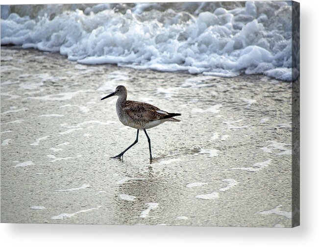 Sandpiper Acrylic Print featuring the photograph Sandpiper Escaping The Waves by Kenneth Albin