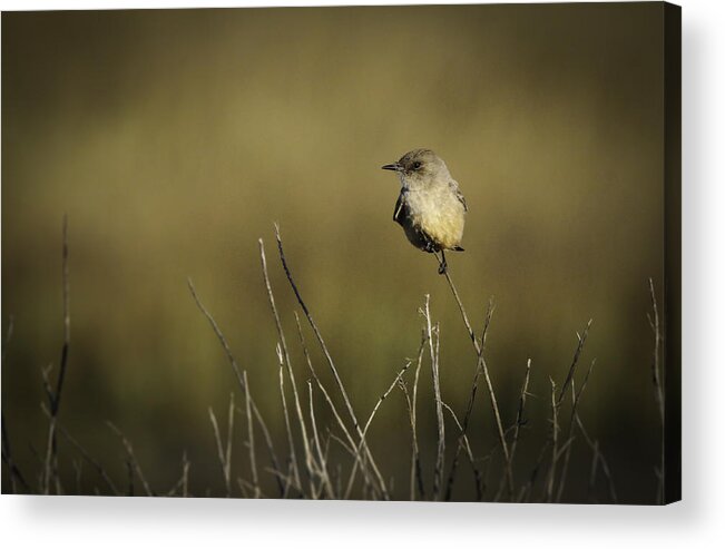 Bird Acrylic Print featuring the photograph Say's Flycatcher by Dusty Wynne