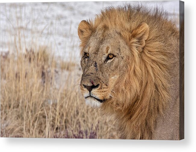 Lion Acrylic Print featuring the photograph Scarface by Rand Ningali