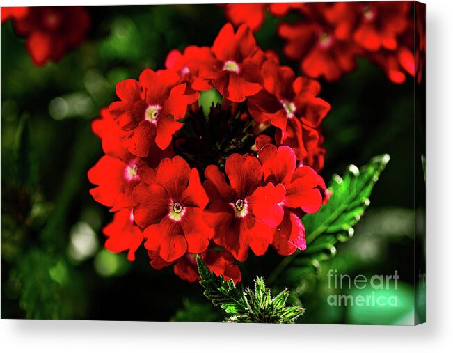Scarlet Surprise Acrylic Print featuring the photograph Scarlet Surprise by Kaye Menner by Kaye Menner