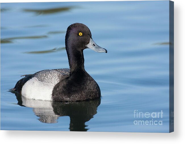 Male Scaup Acrylic Print featuring the photograph Scaup Swimming by Ruth Jolly