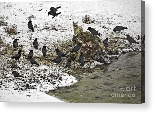 Buffalo Acrylic Print featuring the photograph Scavengers of Yellowstone by Craig J Satterlee