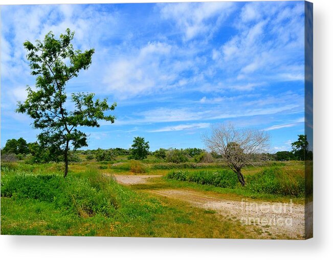 Path Acrylic Print featuring the photograph Scene at Silver Sands by Dani McEvoy