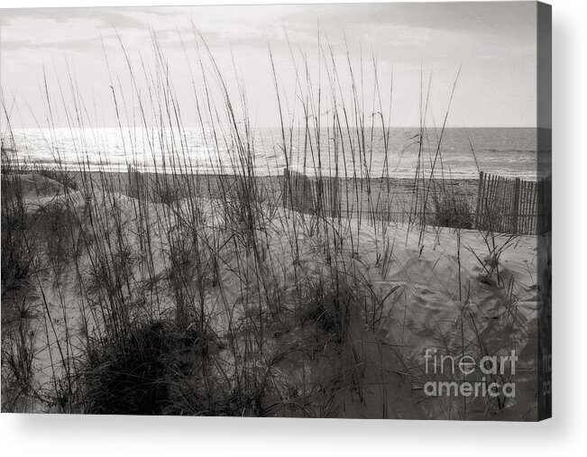 Blue Acrylic Print featuring the photograph Hilton Head Dunes Black and White by Angela Rath