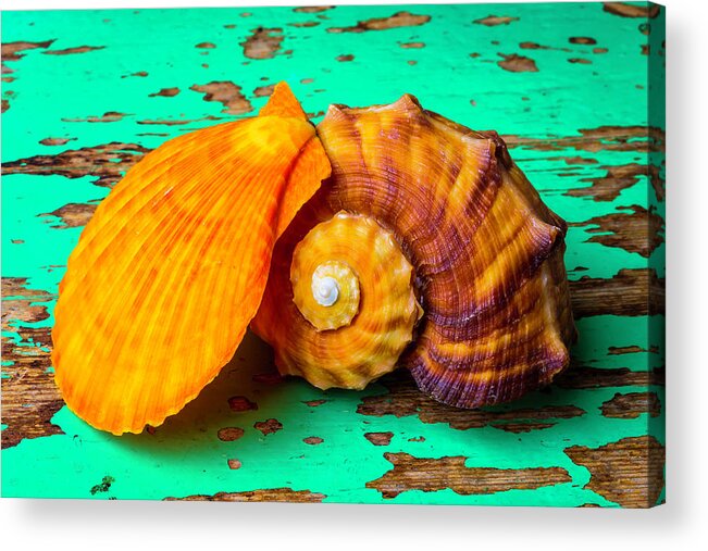 Sea Shell Acrylic Print featuring the photograph Schallop Seashell And Snail Shell by Garry Gay