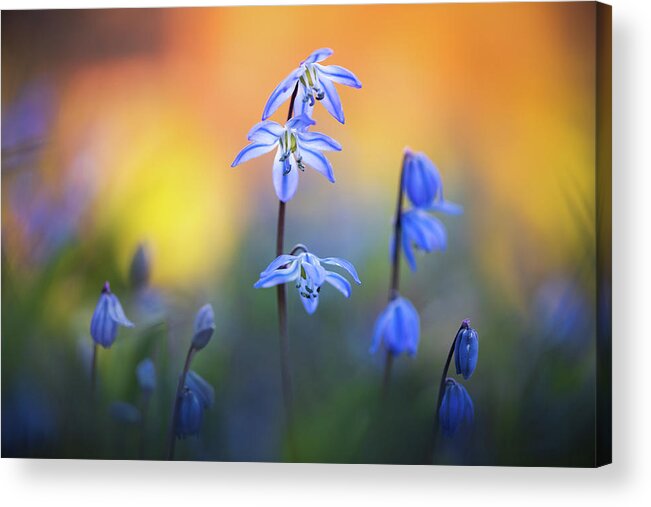 Siberian Squill Acrylic Print featuring the photograph Scilla Siberica by Kim Carpentier