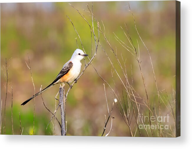 American Acrylic Print featuring the photograph Scissortail Flycatcher on a Twig by Richard Smith