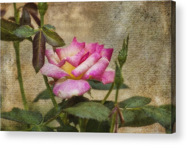 Rose Acrylic Print featuring the photograph Scripted Rose by Joan Bertucci