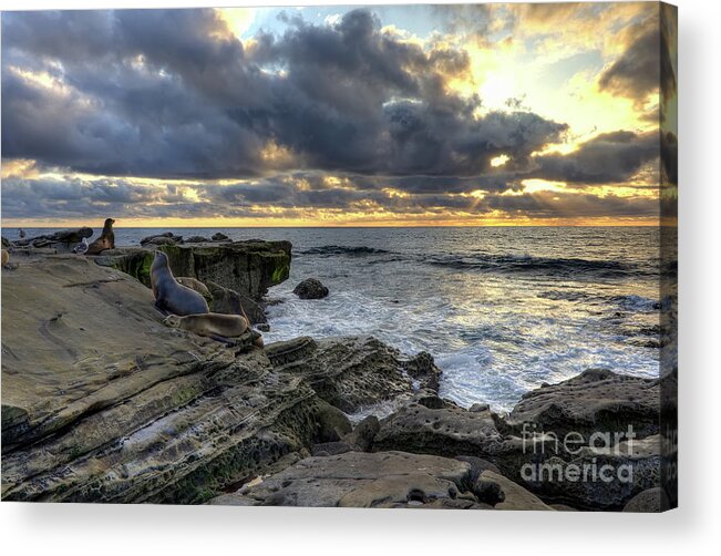 Sea Acrylic Print featuring the photograph Sea Lions At Sunset by Eddie Yerkish