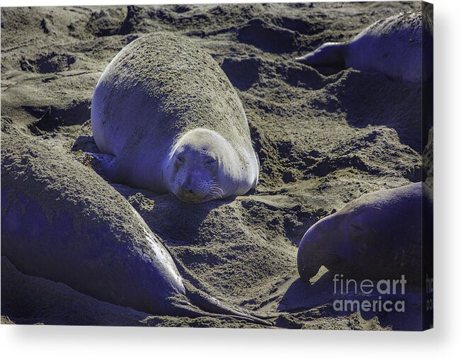 California Acrylic Print featuring the photograph Sea Lions Sleeping by Craig J Satterlee