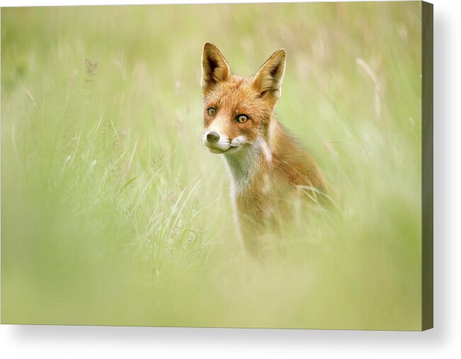 Red Fox Acrylic Print featuring the photograph Sea of Green - Red Fox in the grass by Roeselien Raimond