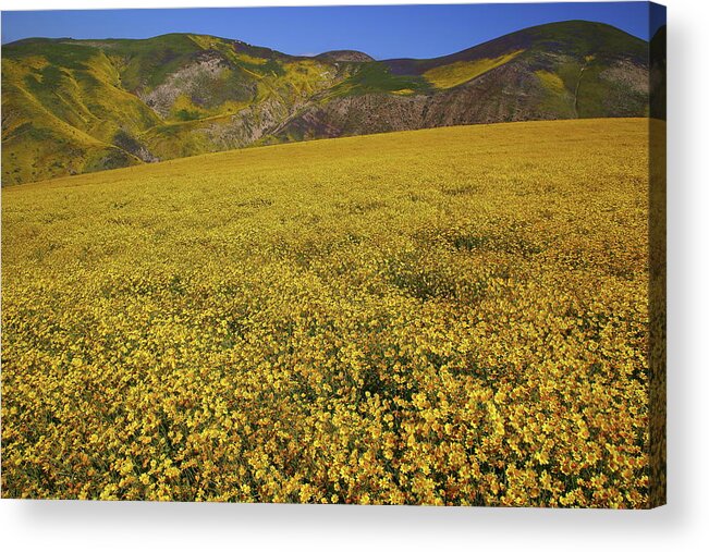 Wildflower Acrylic Print featuring the photograph Sea of yellow up in the Temblor Range at Carrizo Plain National Monument by Jetson Nguyen