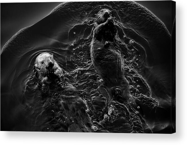 Sea Otter Acrylic Print featuring the photograph Sea Otters IV BW by David Gordon