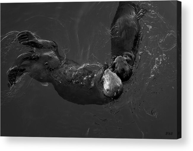 Sea Otter Acrylic Print featuring the photograph Sea Otters V BW by David Gordon