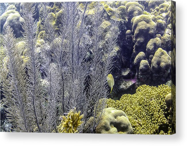Sea Plumes Coral Acrylic Print featuring the photograph Sea Plumes Coral 2 by Perla Copernik