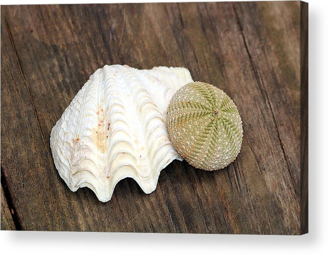 Nature Acrylic Print featuring the photograph Sea Shell and Sea Urchin by Sheila Brown
