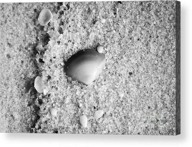 Shell Acrylic Print featuring the photograph Sea Shell in Fine Wet Sand Macro Black and White by Shawn O'Brien