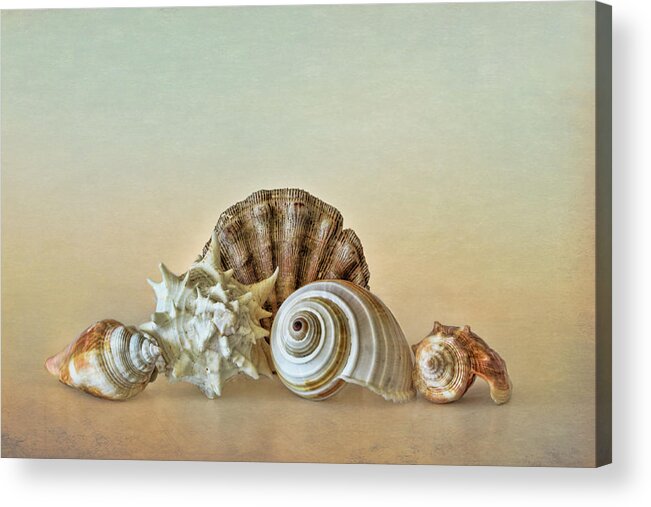 Beach Acrylic Print featuring the photograph Sea Shells by the Seashore by David and Carol Kelly