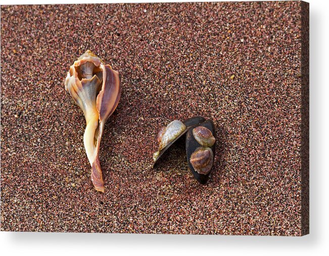 Sea Shells Acrylic Print featuring the photograph Sea shells by David Freuthal