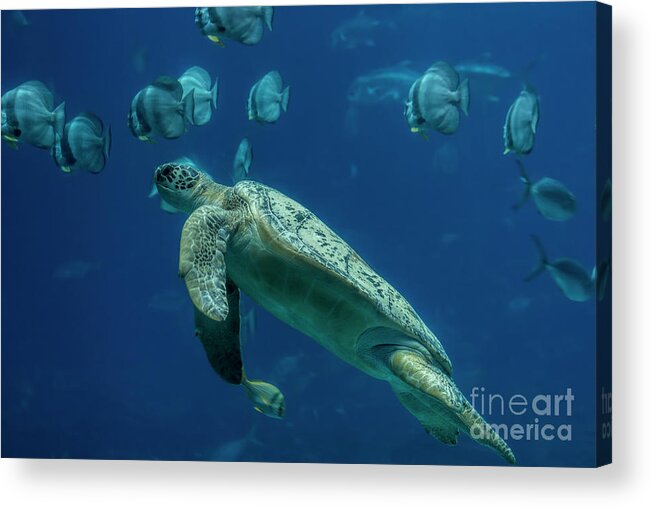Sea Turtle Acrylic Print featuring the photograph Sea Turtle by Barbara Bowen