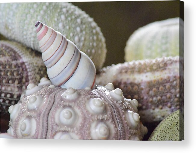 Sea Urchin Shells Acrylic Print featuring the photograph Sea Urchins 3 by Bonnie Bruno