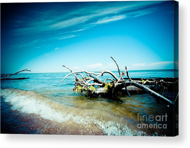 Nature Acrylic Print featuring the photograph Seacost with old tree in water Kolka by Raimond Klavins