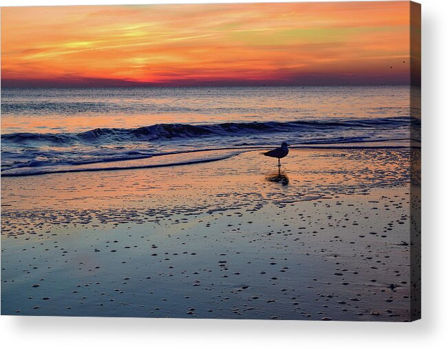 Beach Acrylic Print featuring the photograph Seagull at Sunrise by Nicole Lloyd