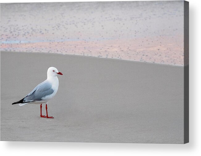 Seagull Acrylic Print featuring the photograph Seagull by Catherine Reading