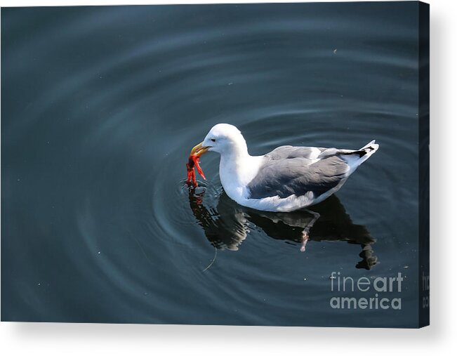 Seagull Acrylic Print featuring the photograph Seagull Feasting On Crab by Suzanne Luft