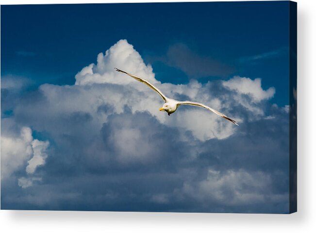 Seagull Acrylic Print featuring the photograph Seagull High Over the Clouds by Andreas Berthold
