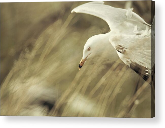 Seagull Acrylic Print featuring the photograph Seagull in Wheat by Carrie Ann Grippo-Pike