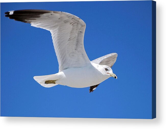 Photography Acrylic Print featuring the photograph Seagull by Ludwig Keck