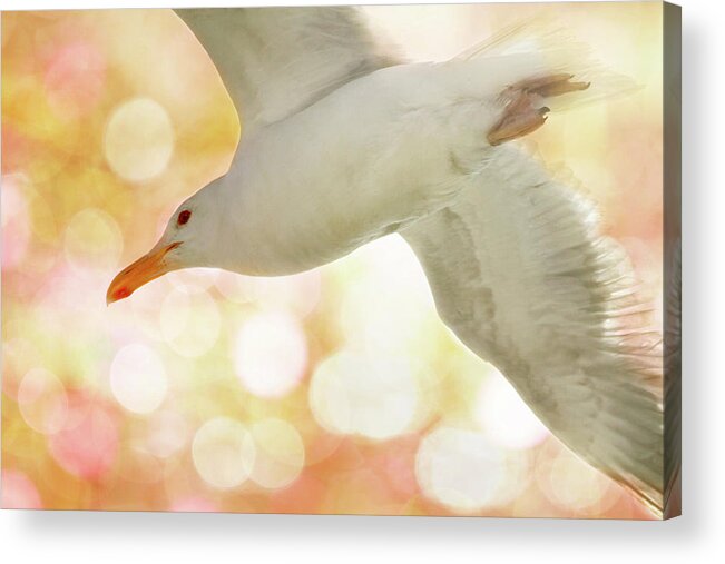 Seagull Acrylic Print featuring the photograph Seagull on Pink and Yellow Sky by Peggy Collins