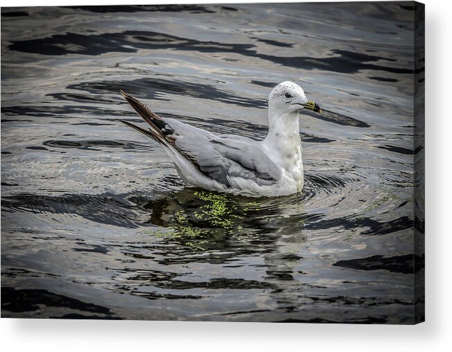 Seagull Acrylic Print featuring the photograph Seagull On The River by Ray Congrove