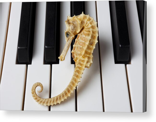 Seahorse Acrylic Print featuring the photograph Seahorse on keys by Garry Gay