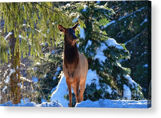 Elk Acrylic Print featuring the photograph Searching for food by Frank Larkin