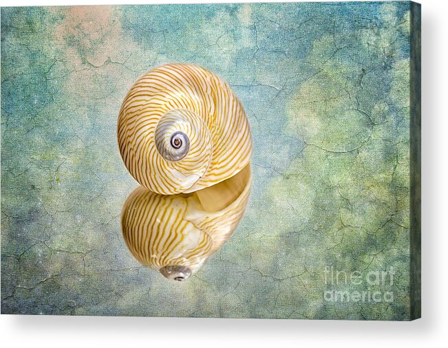 Shell Acrylic Print featuring the photograph Seashell And Texture by Mimi Ditchie