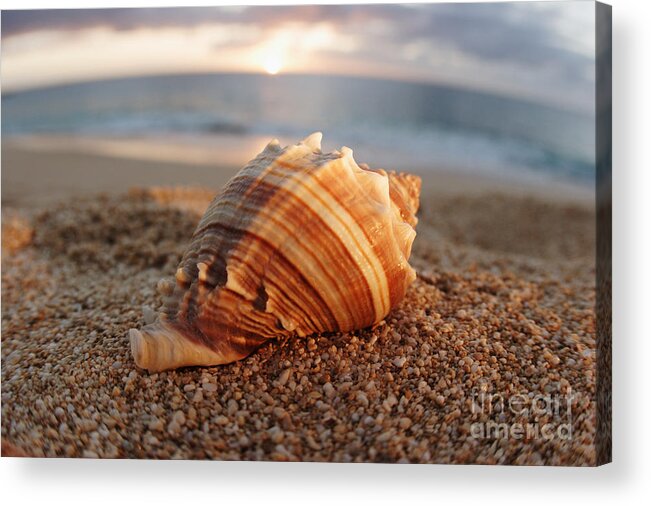 Background Acrylic Print featuring the photograph Seashell in the Sand by Vince Cavataio - Printscapes