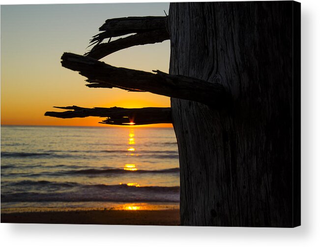 Branch Acrylic Print featuring the photograph Seaside Tree Branch Sunset by Pelo Blanco Photo