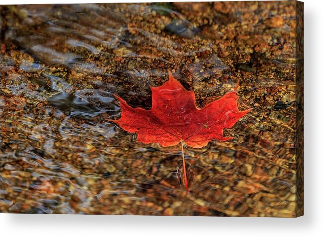 Fall Acrylic Print featuring the photograph Seasons by Rob Davies