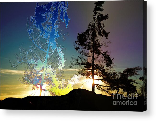  Acrylic Print featuring the photograph Sechelt Tree 2 by Elaine Hunter