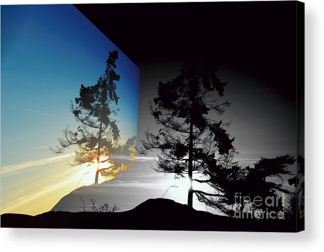 Tree Acrylic Print featuring the photograph Sechelt Tree by Elaine Hunter