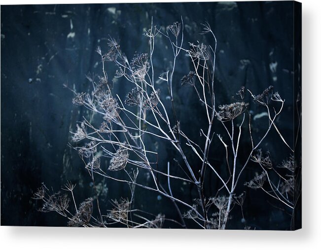  Acrylic Print featuring the photograph Seedheads and Tarpaulin by Anita Nicholson