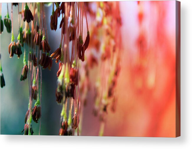 Hovind Acrylic Print featuring the photograph Seedling Chandeliers by Scott Hovind
