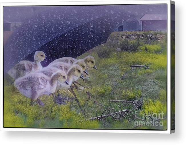 Baby Geese Acrylic Print featuring the digital art Seeking Shelter From The Storm Digital Artwork by Mary Lou Chmur by Mary Lou Chmura