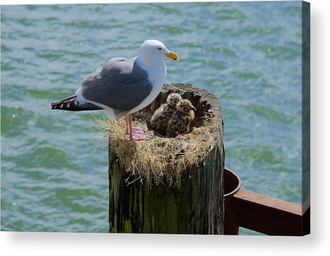 Seagull Acrylic Print featuring the photograph Seagull Family by Richard J Cassato