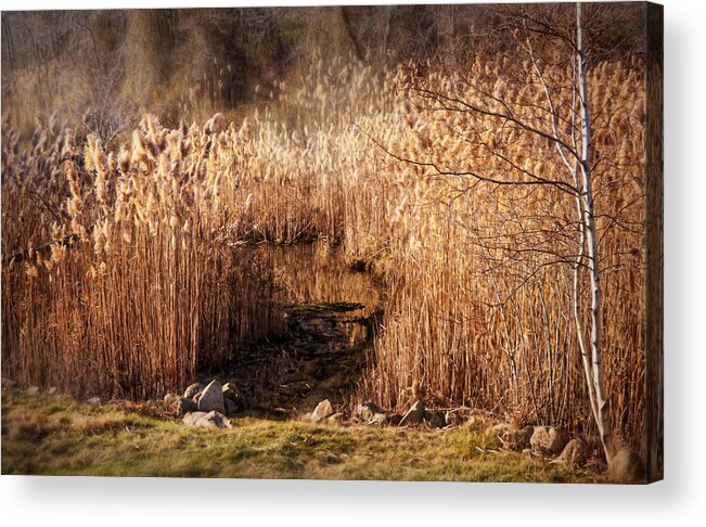 Landscape Acrylic Print featuring the photograph Sepia of Late Fall by Lilia S